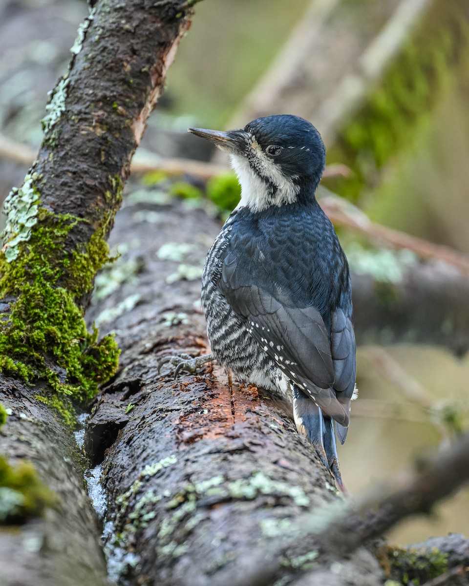 Black-backed Woodpecker - ML520364631