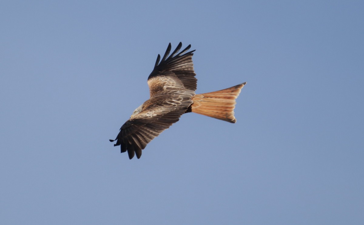 Red Kite - ML520364681