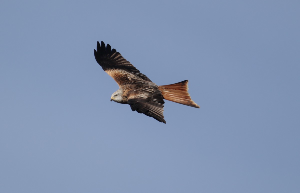 Red Kite - ML520364691