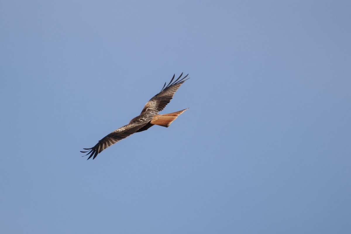 Red Kite - ML520365051