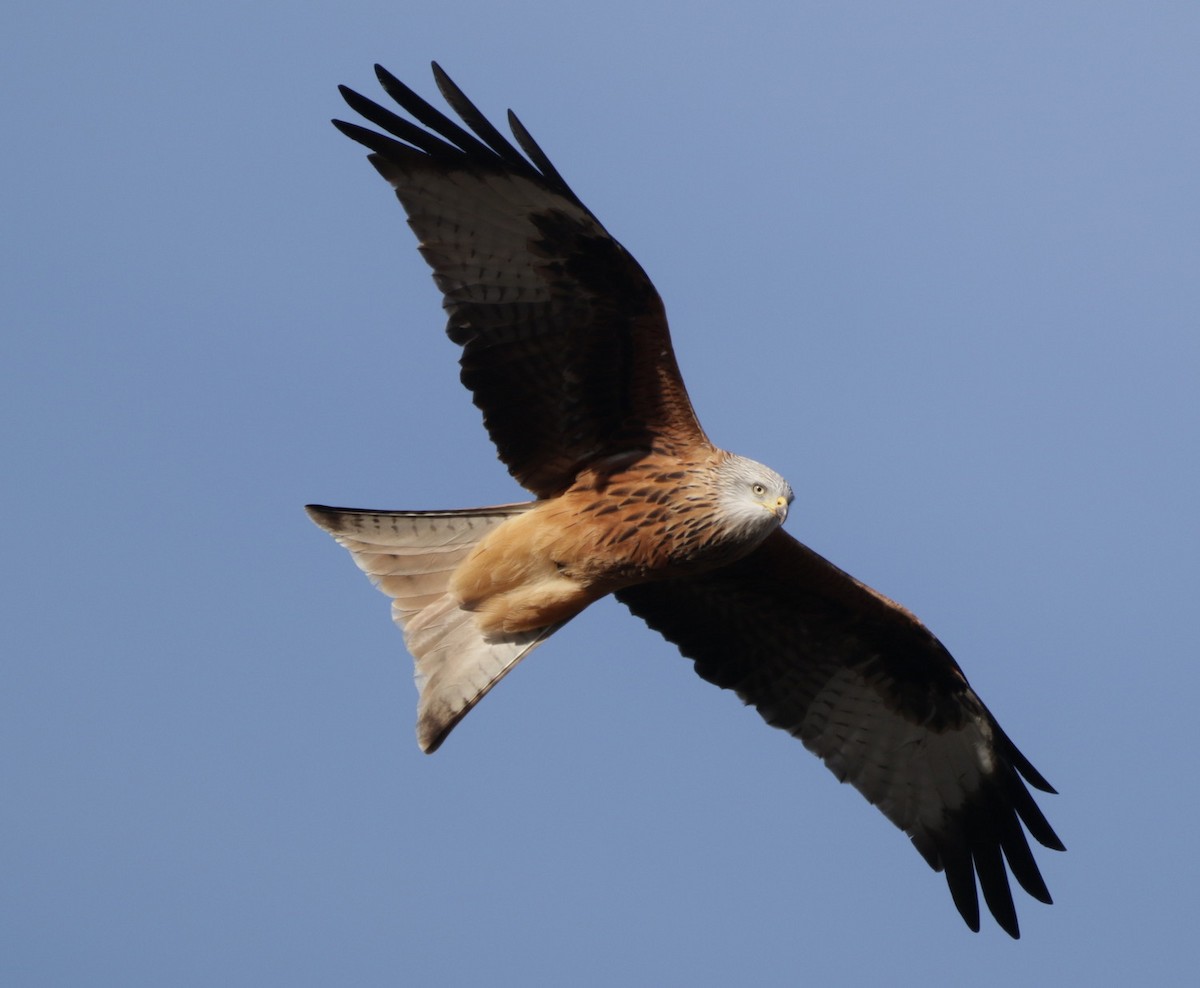 Red Kite - ML520365061