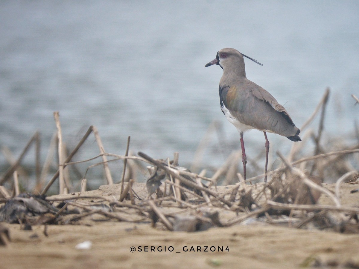 Southern Lapwing - ML520366841