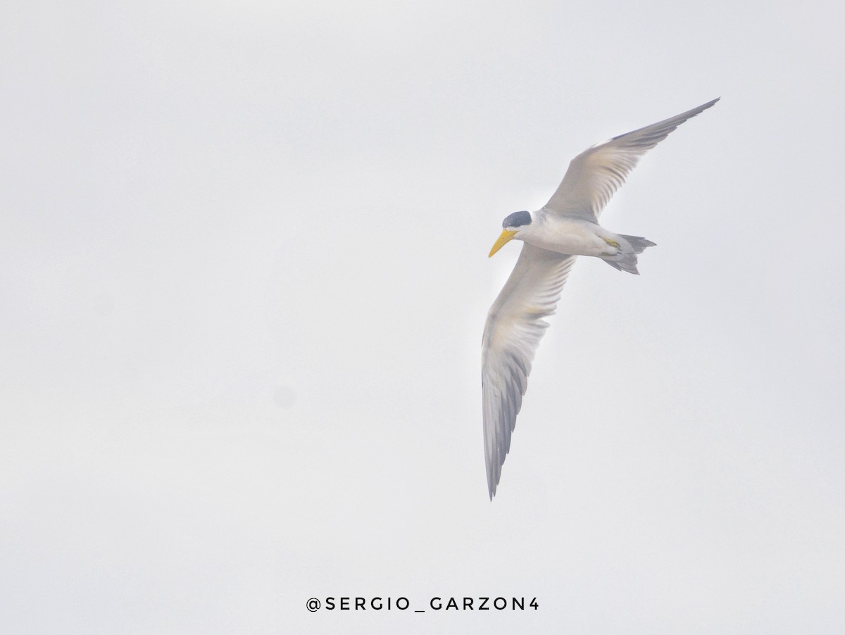 Yellow-billed Tern - Sergio  Garzón Casallas