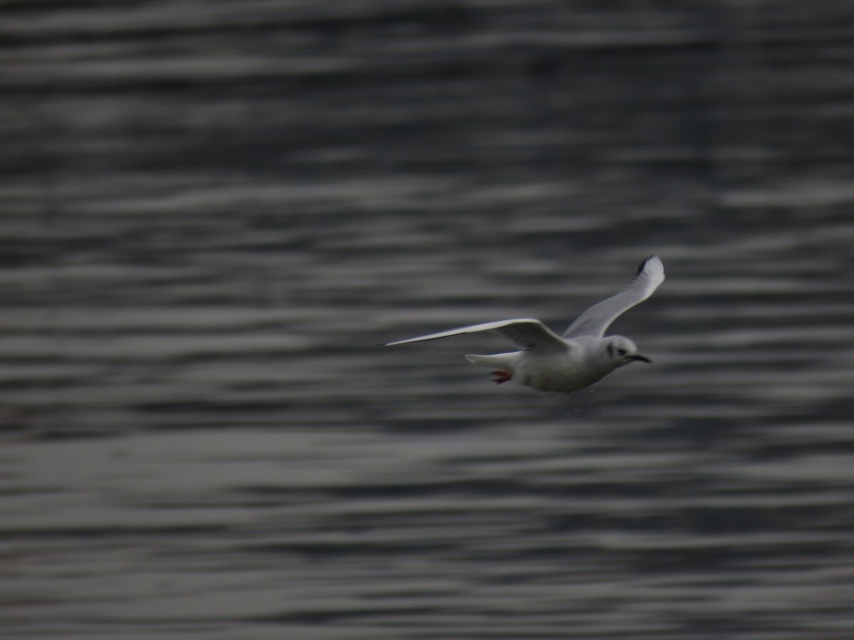 Bonaparte's Gull - ML520367551