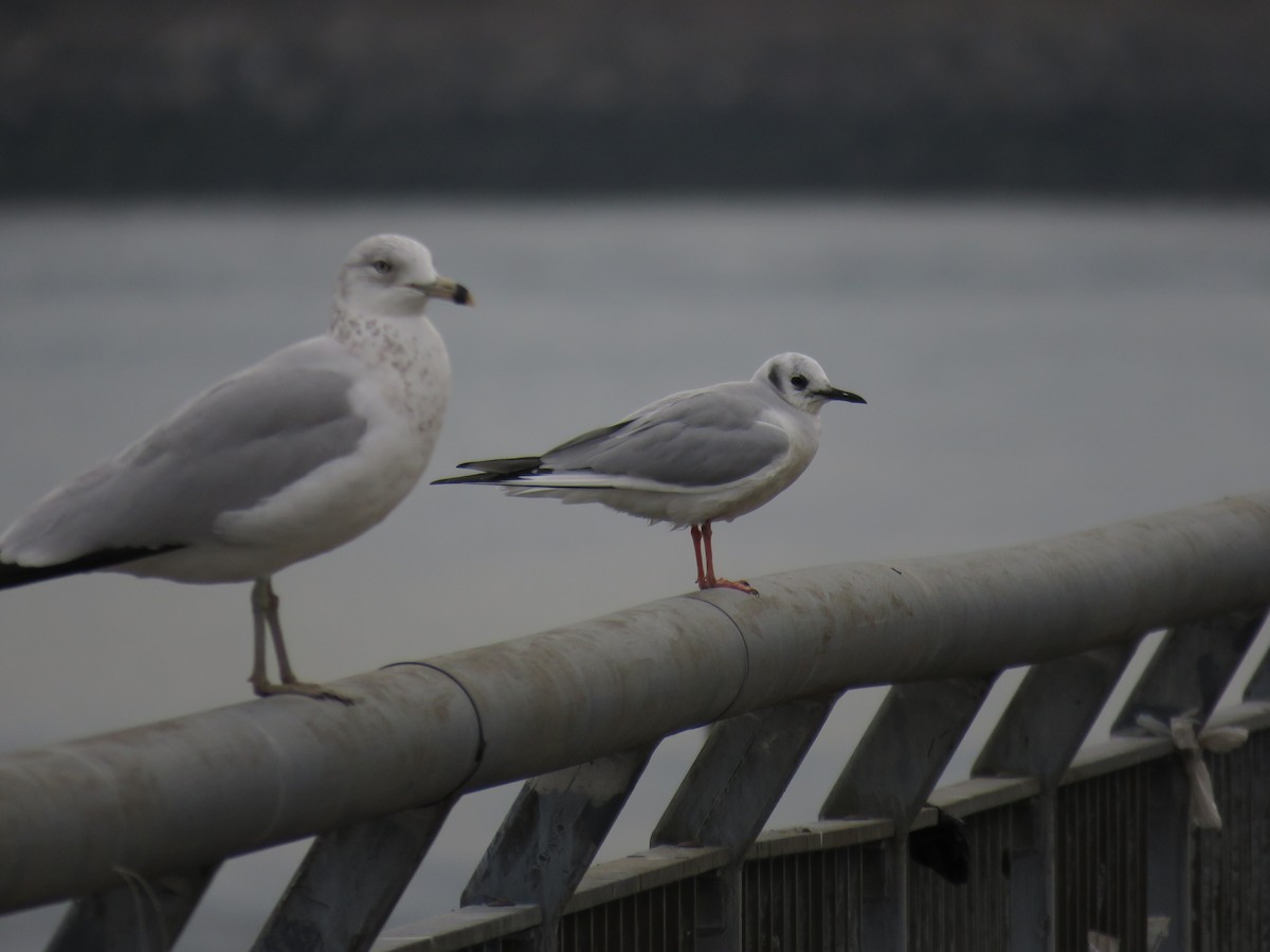 Bonaparte's Gull - ML520367561