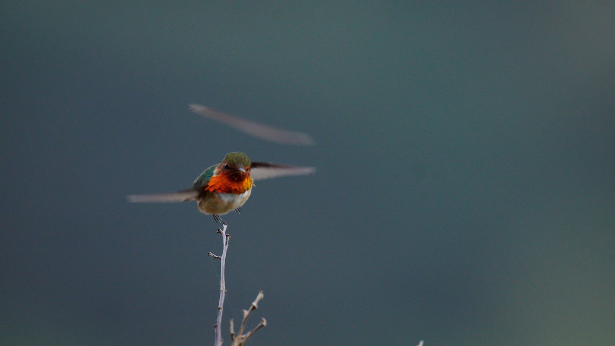 Colibri scintillant - ML520367681