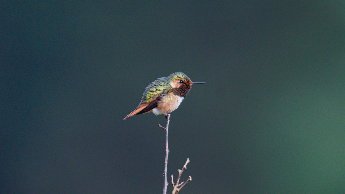 Scintillant Hummingbird - Yuting Deng