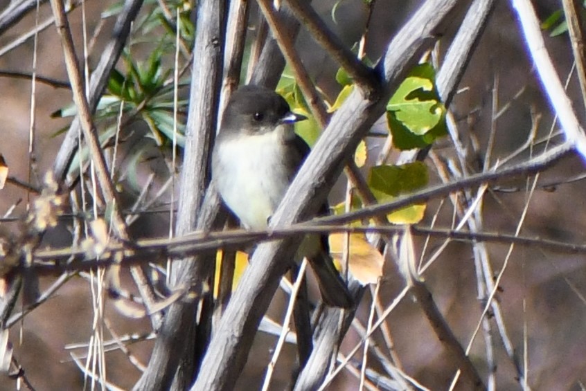 Eastern Phoebe - ML520368071