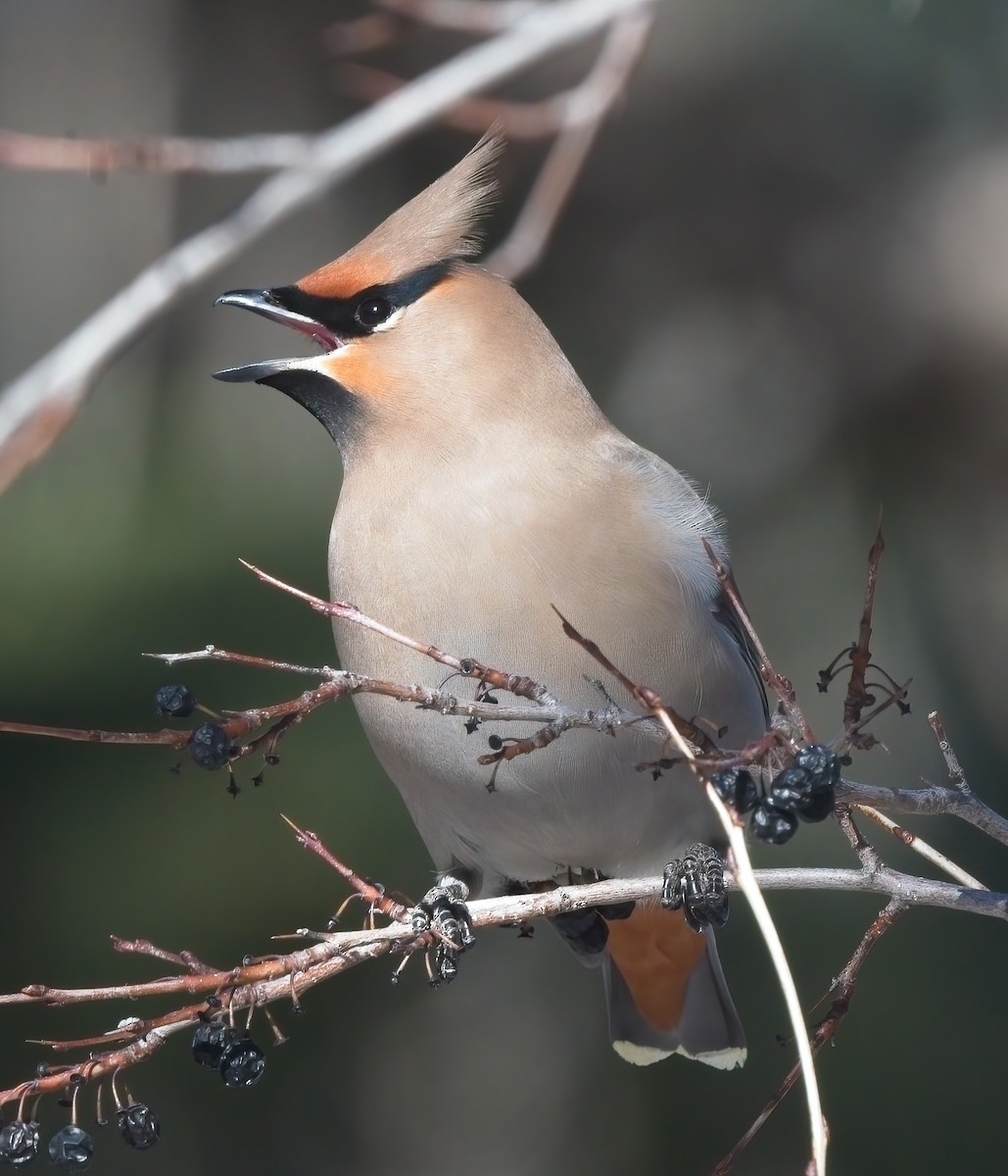 Bohemian Waxwing - ML520369251