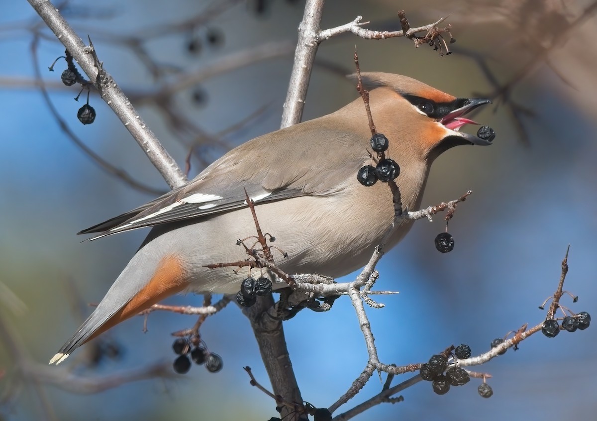 Bohemian Waxwing - ML520369261