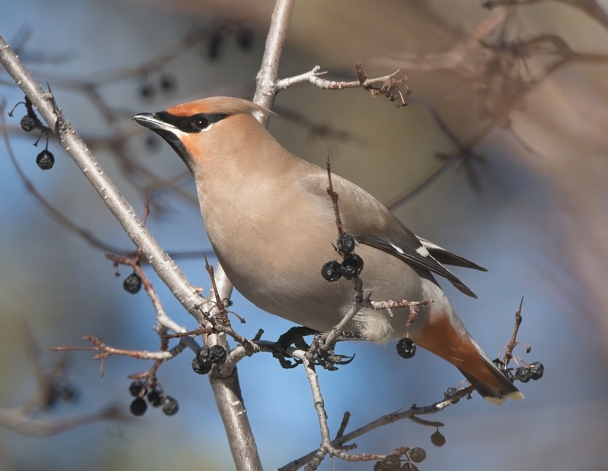 Bohemian Waxwing - ML520369271