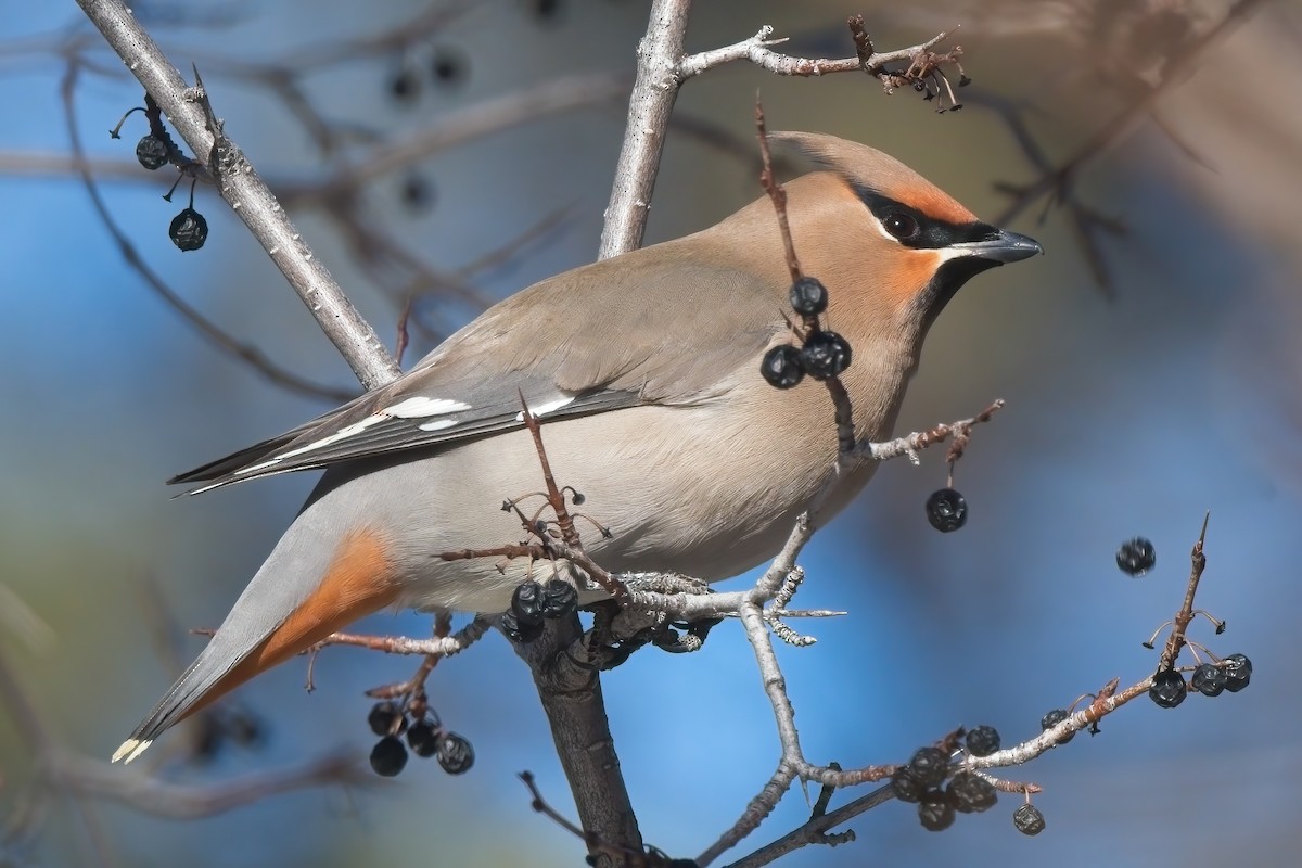 Bohemian Waxwing - ML520369291