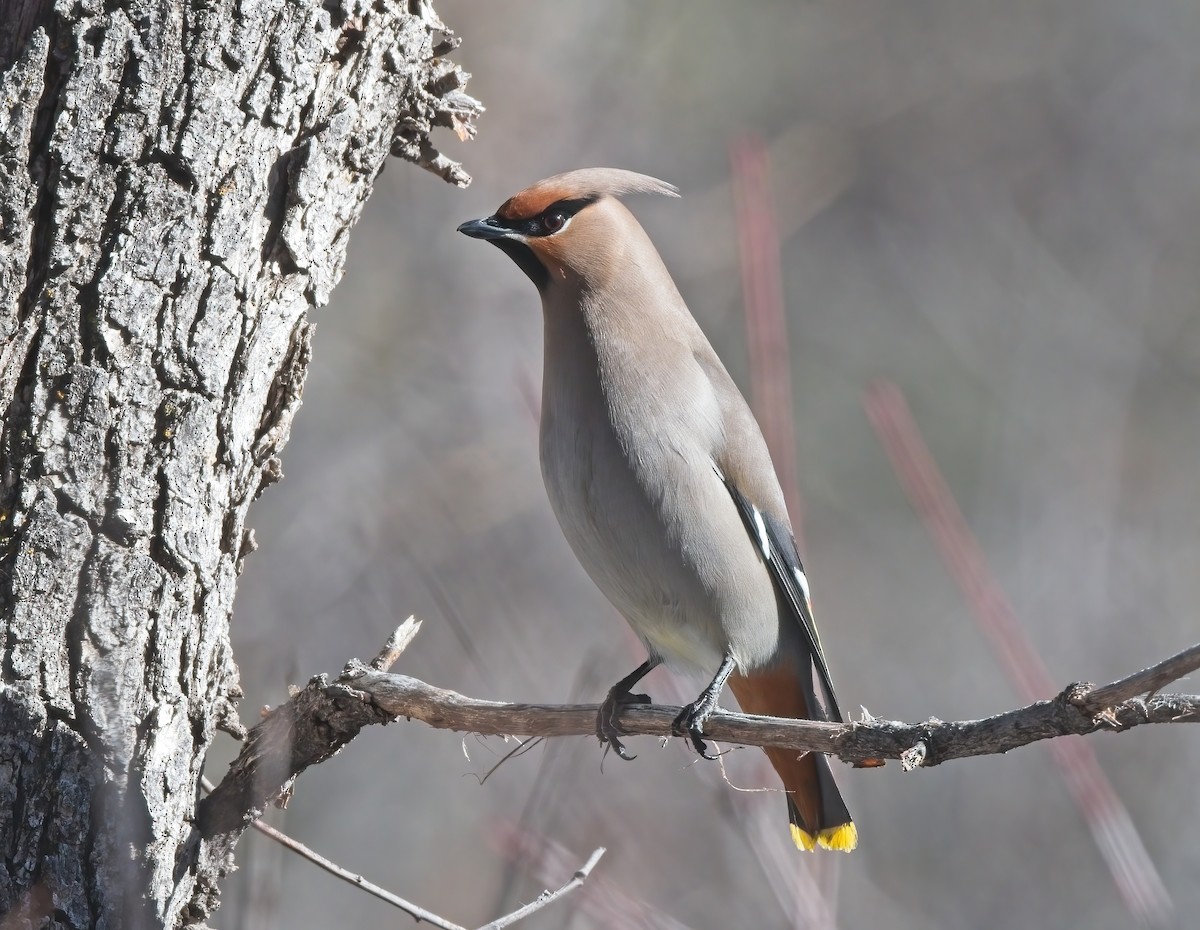 Bohemian Waxwing - ML520369301