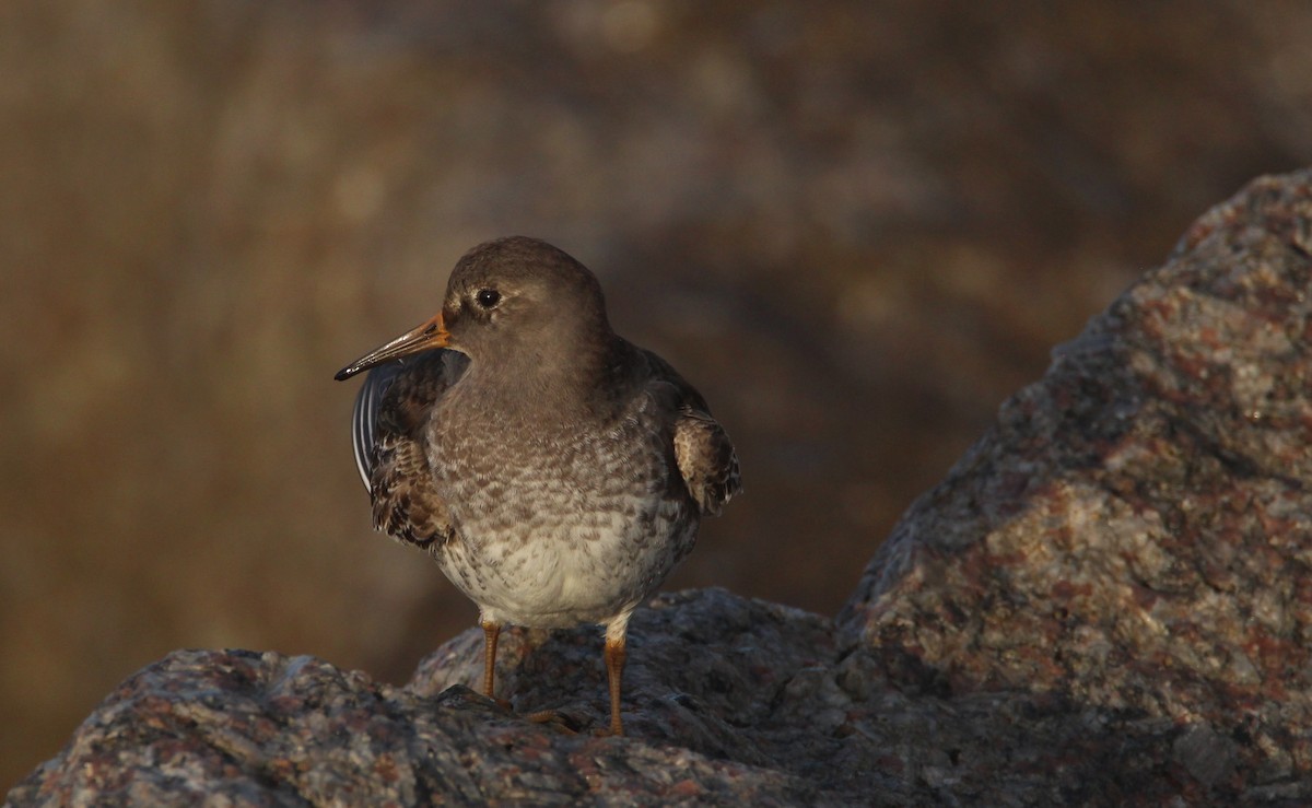 Purple Sandpiper - ML520371821