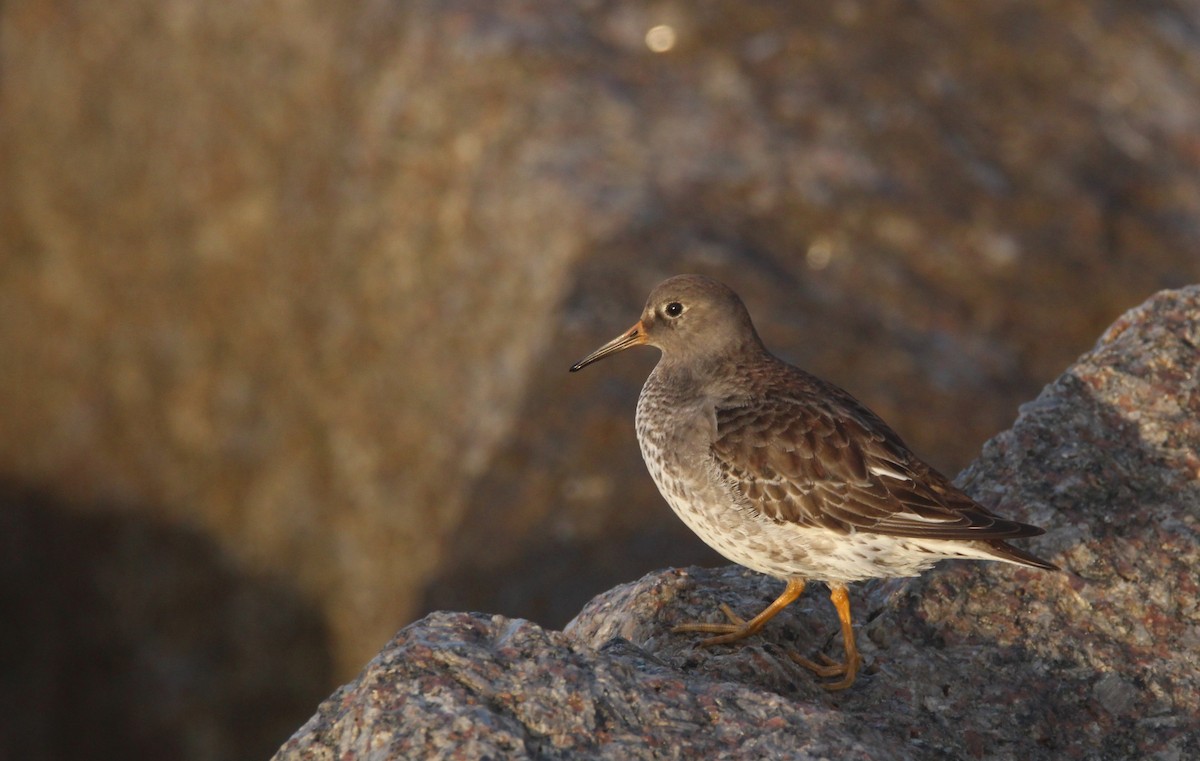 Purple Sandpiper - ML520371831