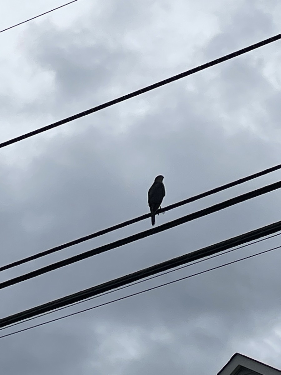 Cooper's Hawk - Al Della Bella