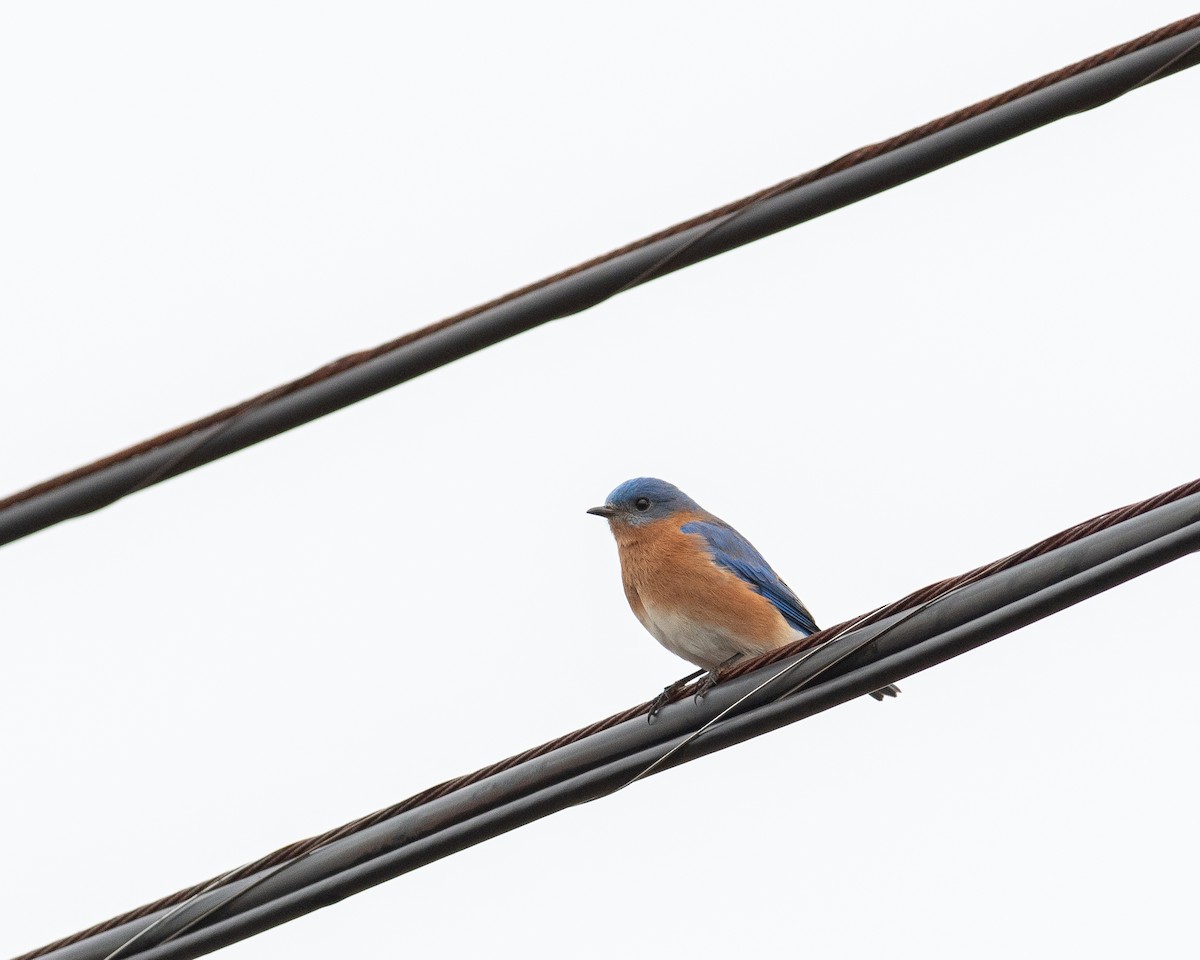 Eastern Bluebird - ML520373231