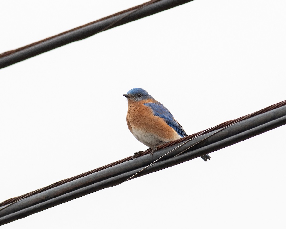 Eastern Bluebird - Rick Brown