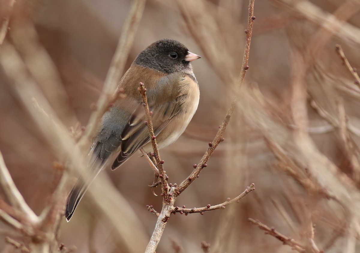 Junco ardoisé (groupe oreganus) - ML520375161