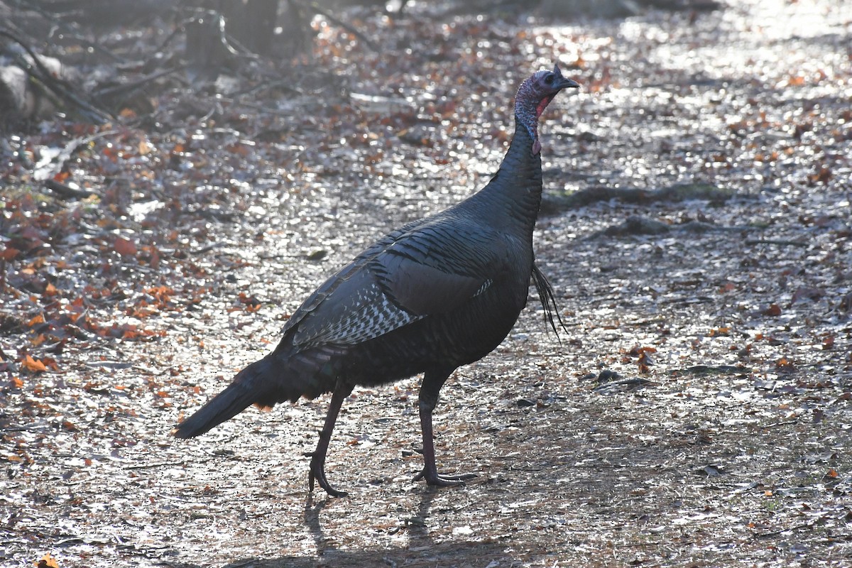 Wild Turkey - ML520375791