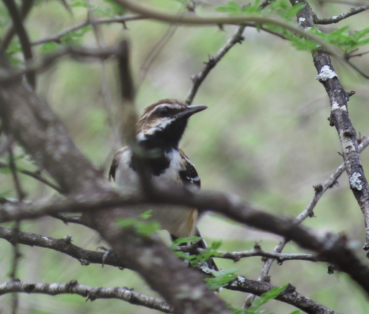 Stripe-backed Antbird - Sasha Robinson