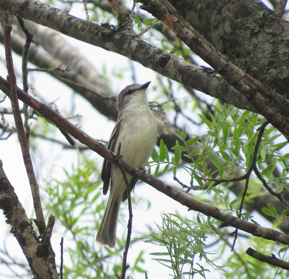 Suiriri Flycatcher - ML520375931