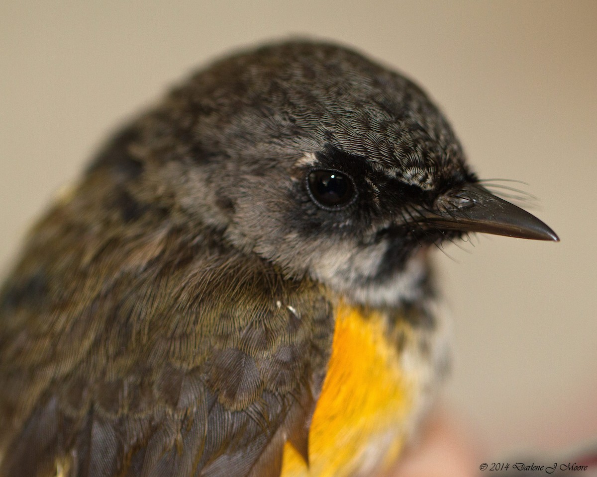 American Redstart - ML520376141