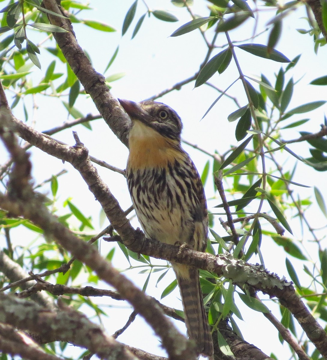 Spot-backed Puffbird - Sasha Robinson