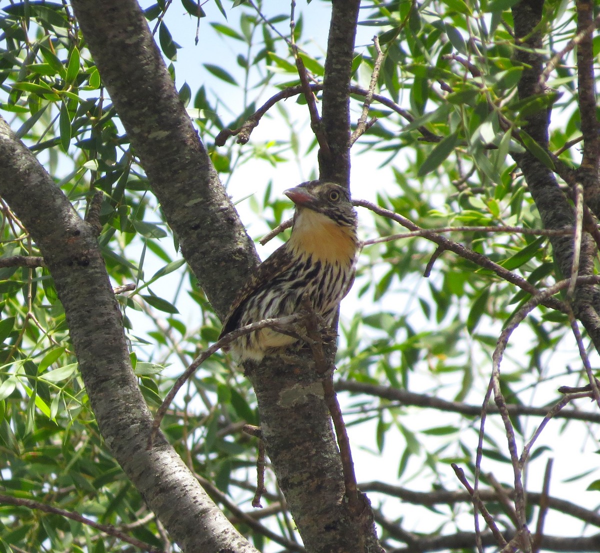 Spot-backed Puffbird - Sasha Robinson