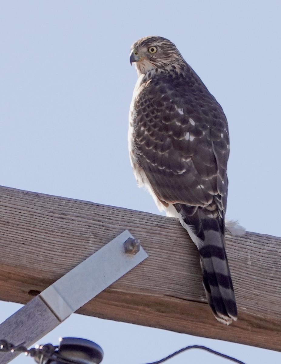 Cooper's Hawk - ML520376371