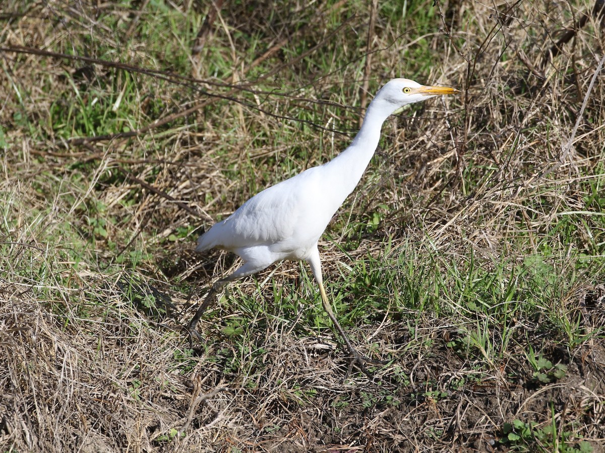 Western Cattle Egret - ML520376511