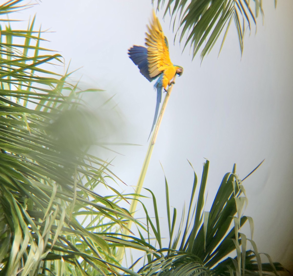 Blue-and-yellow Macaw - ML520376861