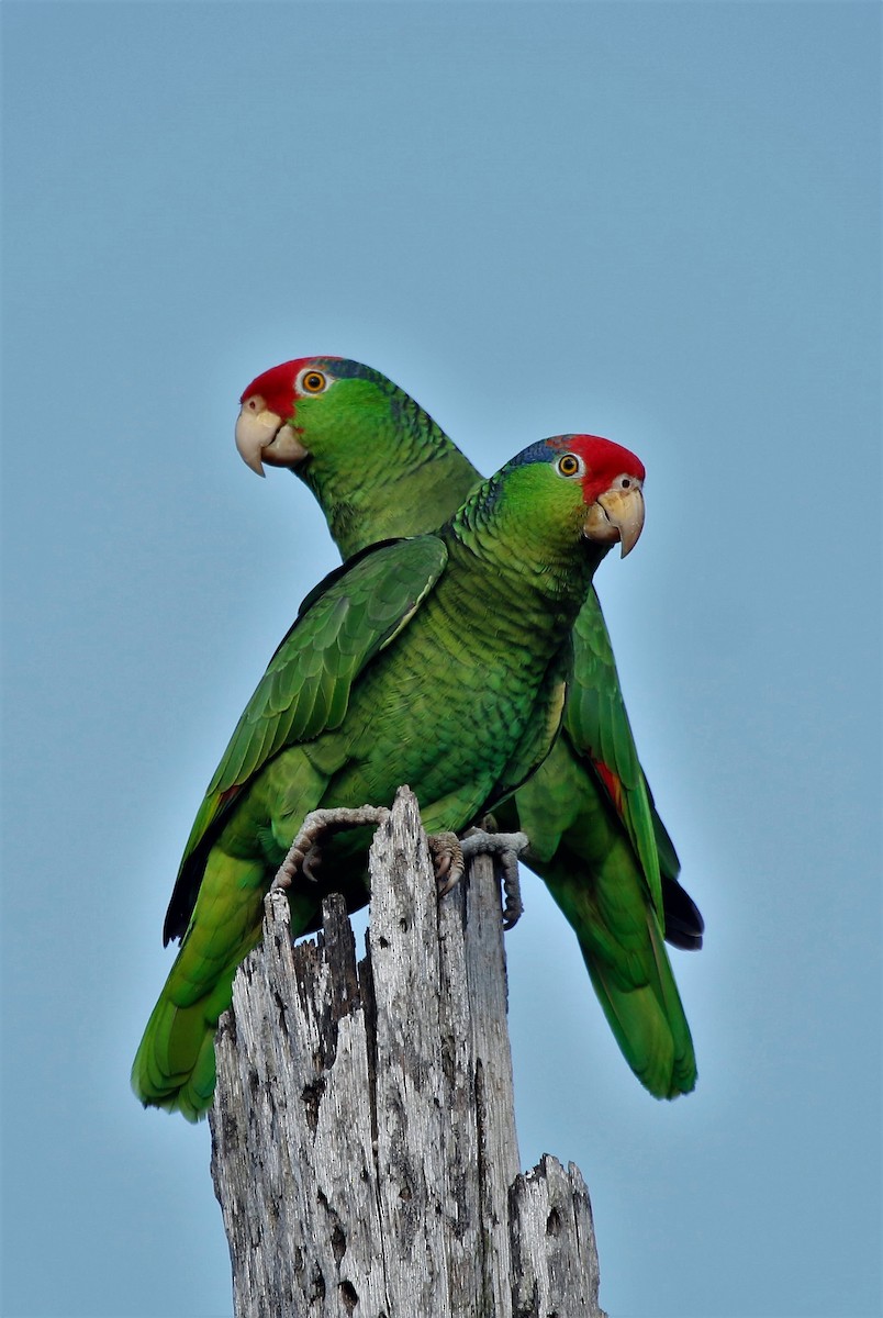 Red-crowned Parrot - ML52037701