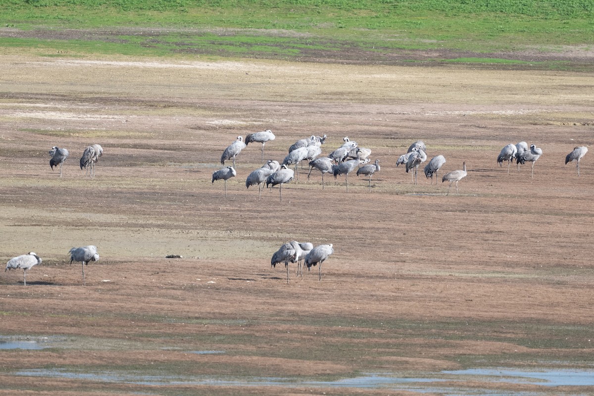 Grulla Común - ML520377571