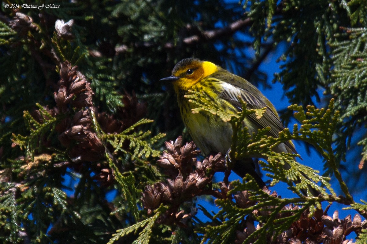 Cape May Warbler - ML520378831