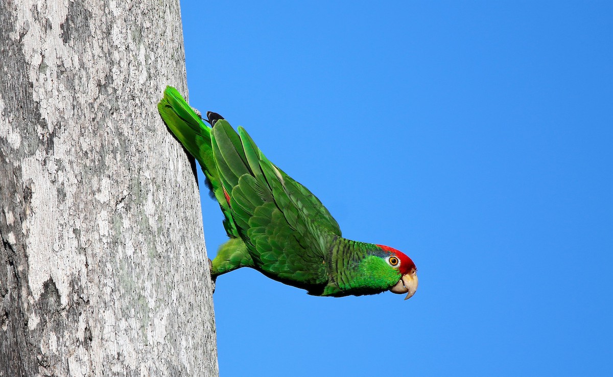 Red-crowned Amazon - Madeleine Sandefur