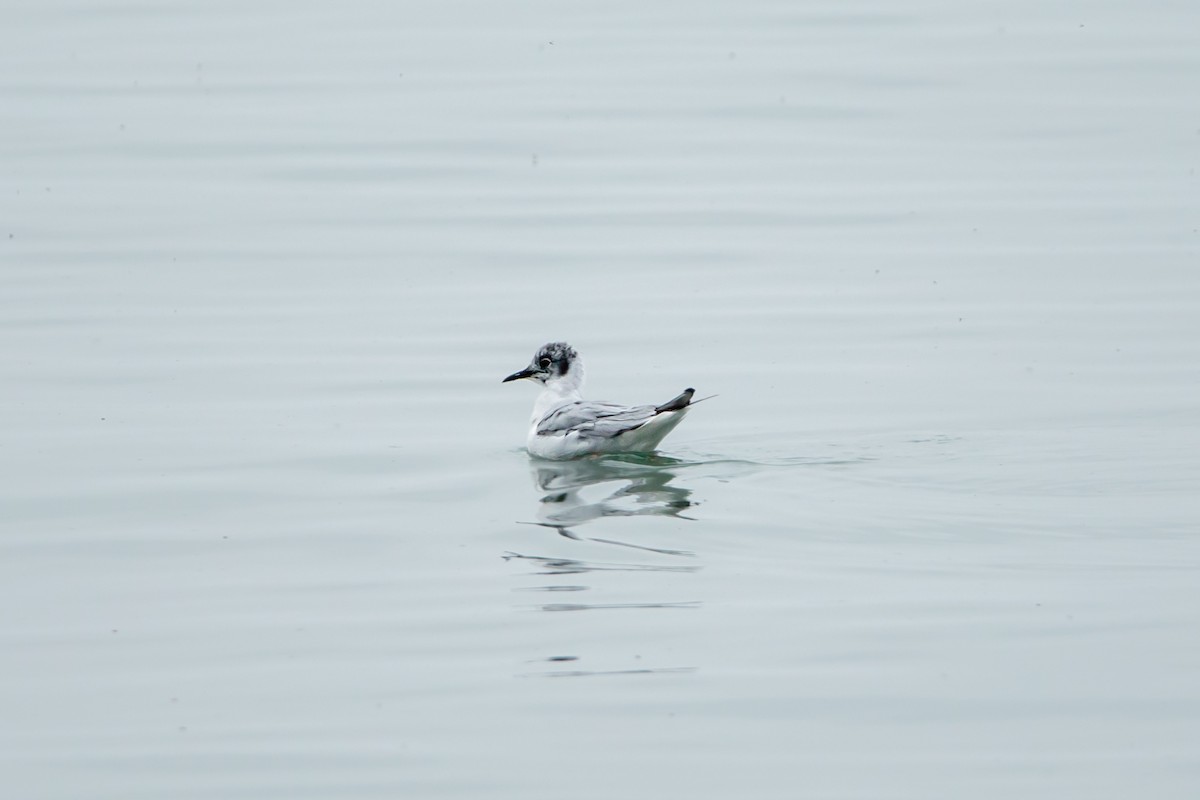 Mouette de Bonaparte - ML520380321