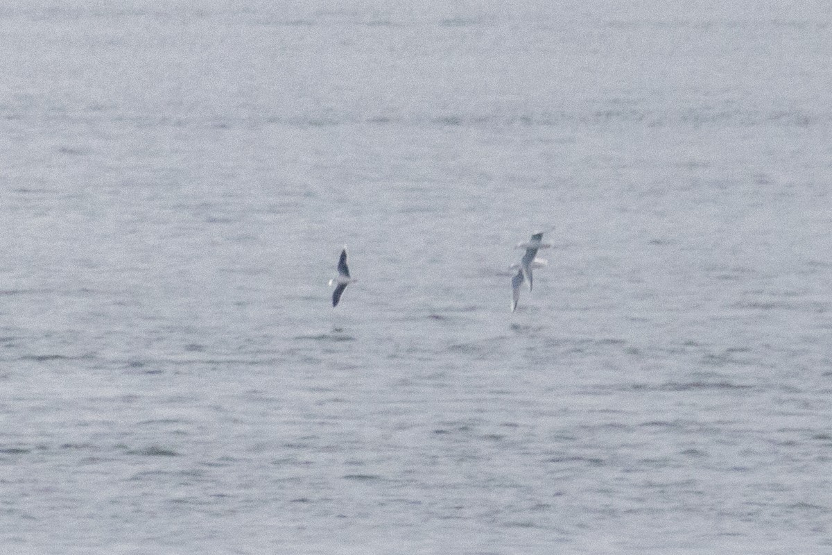 Little Gull - ML520380381