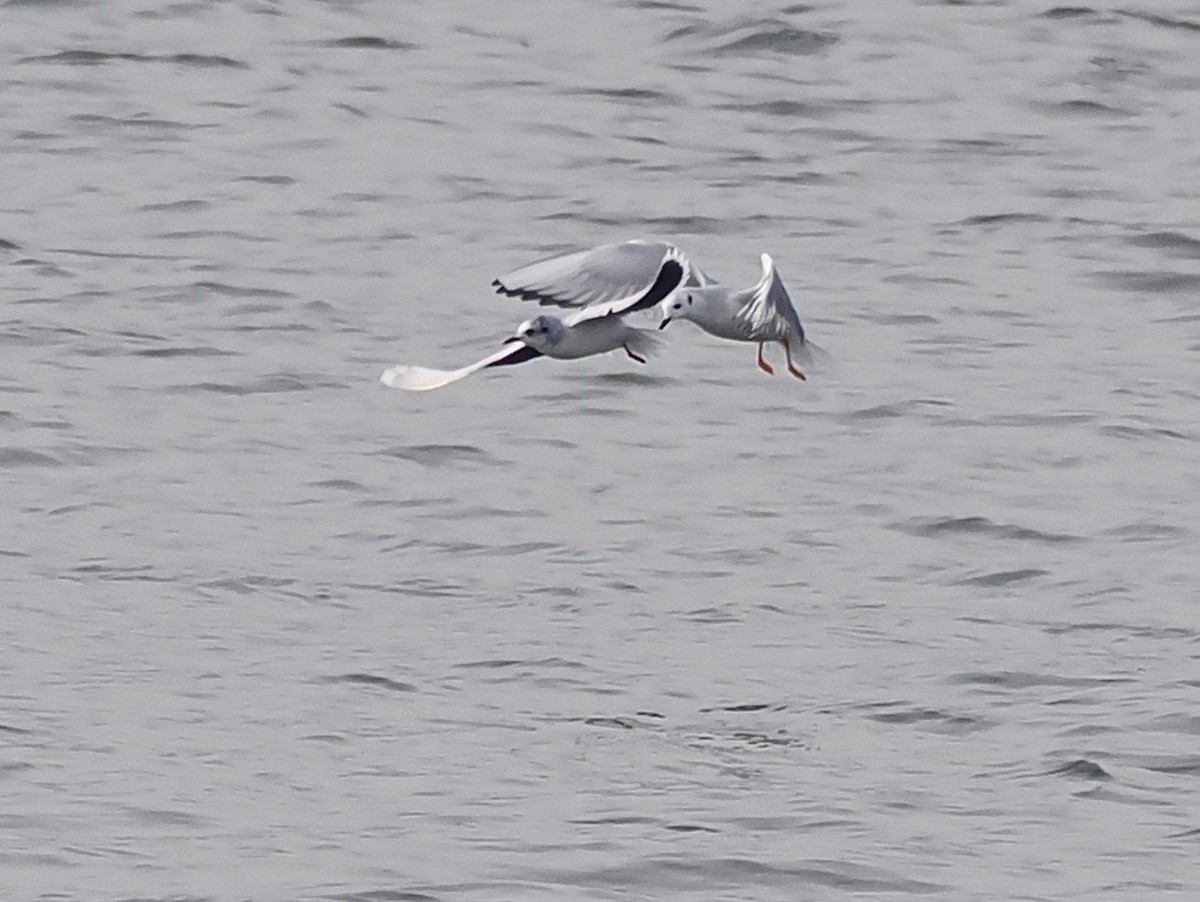 Little Gull - ML520380991