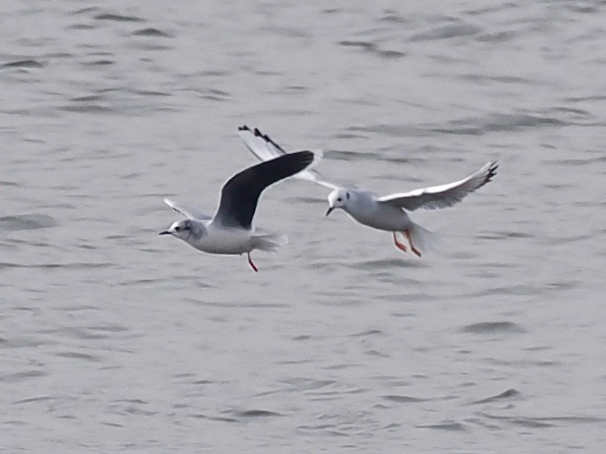 Little Gull - ML520381001