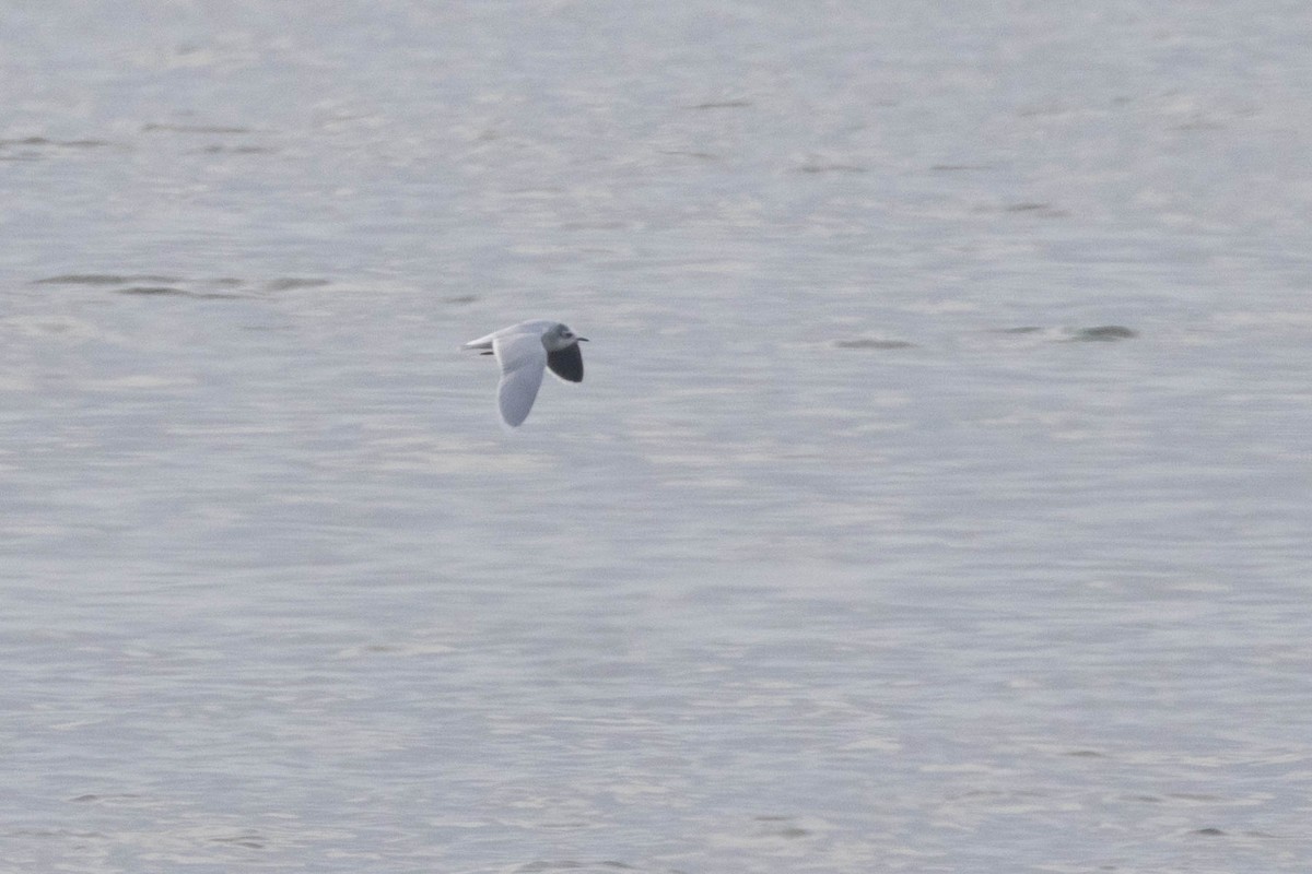 Little Gull - ML520381581