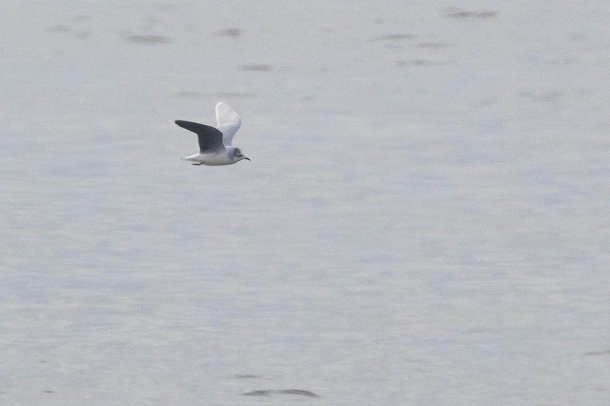 Little Gull - ML520381591