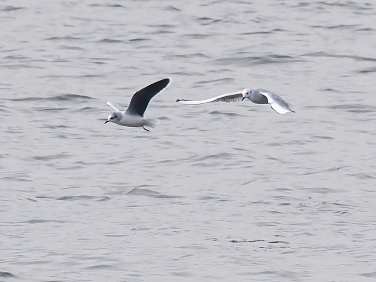 Little Gull - Gabriel Willow