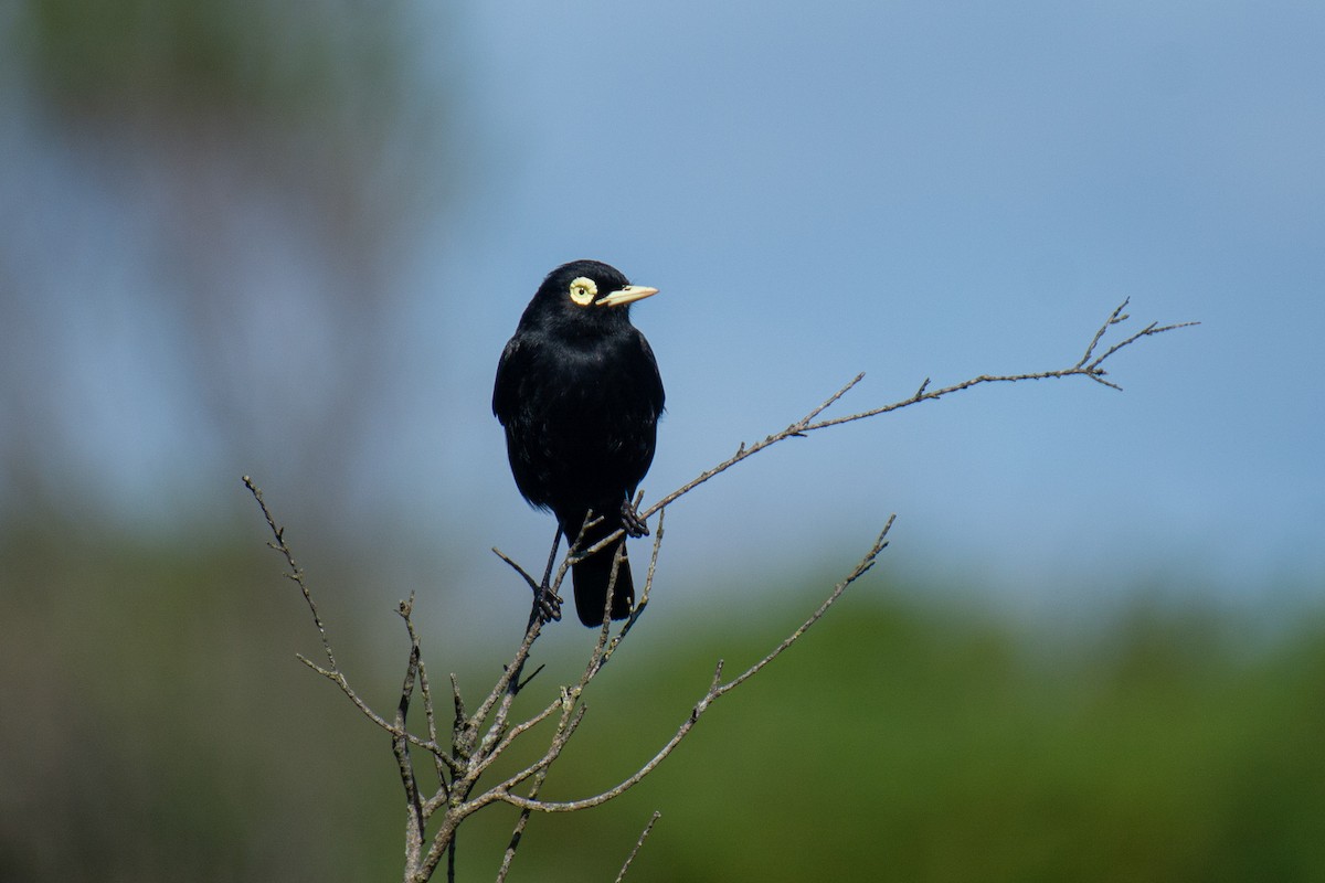 Spectacled Tyrant - Danae Garrido Hollstein