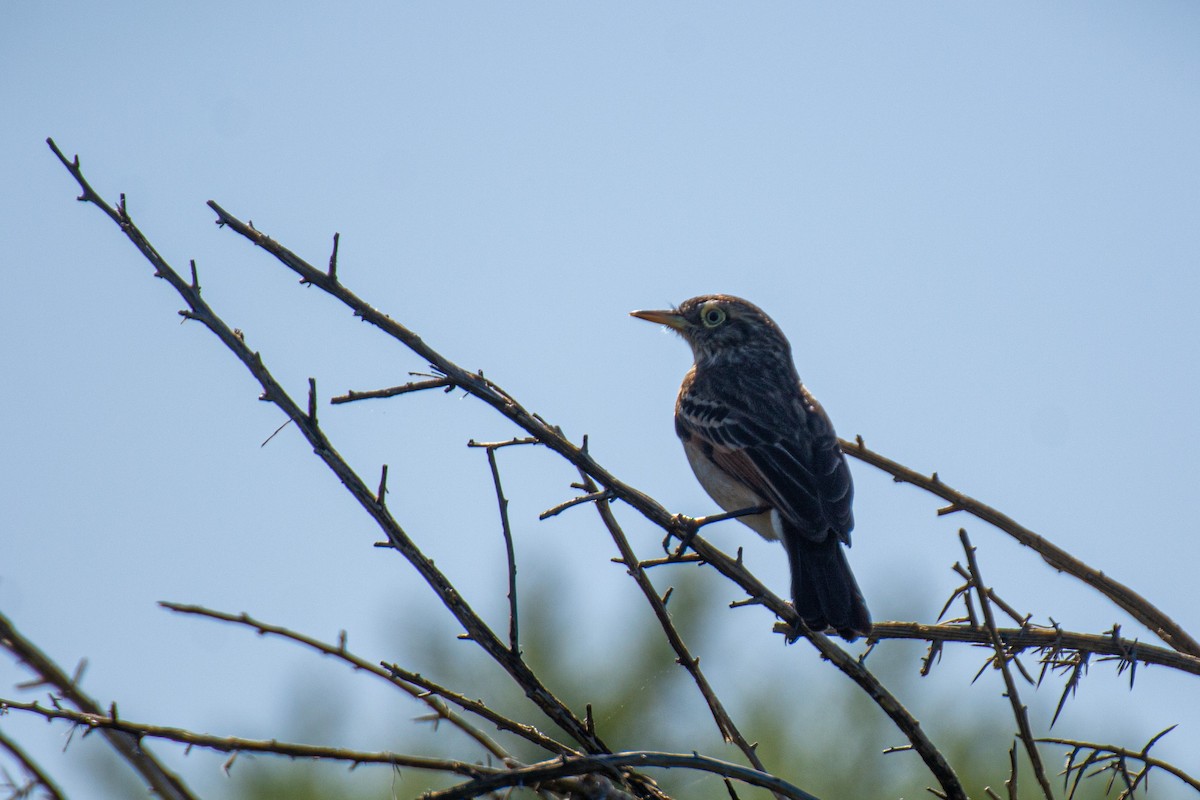 Spectacled Tyrant - ML520381921