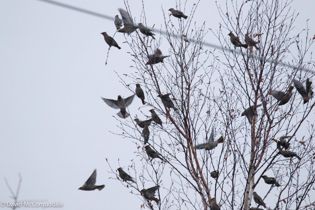 Bohemian Waxwing - ML520382131