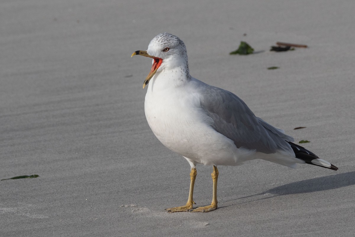 Ring-billed Gull - ML520383881