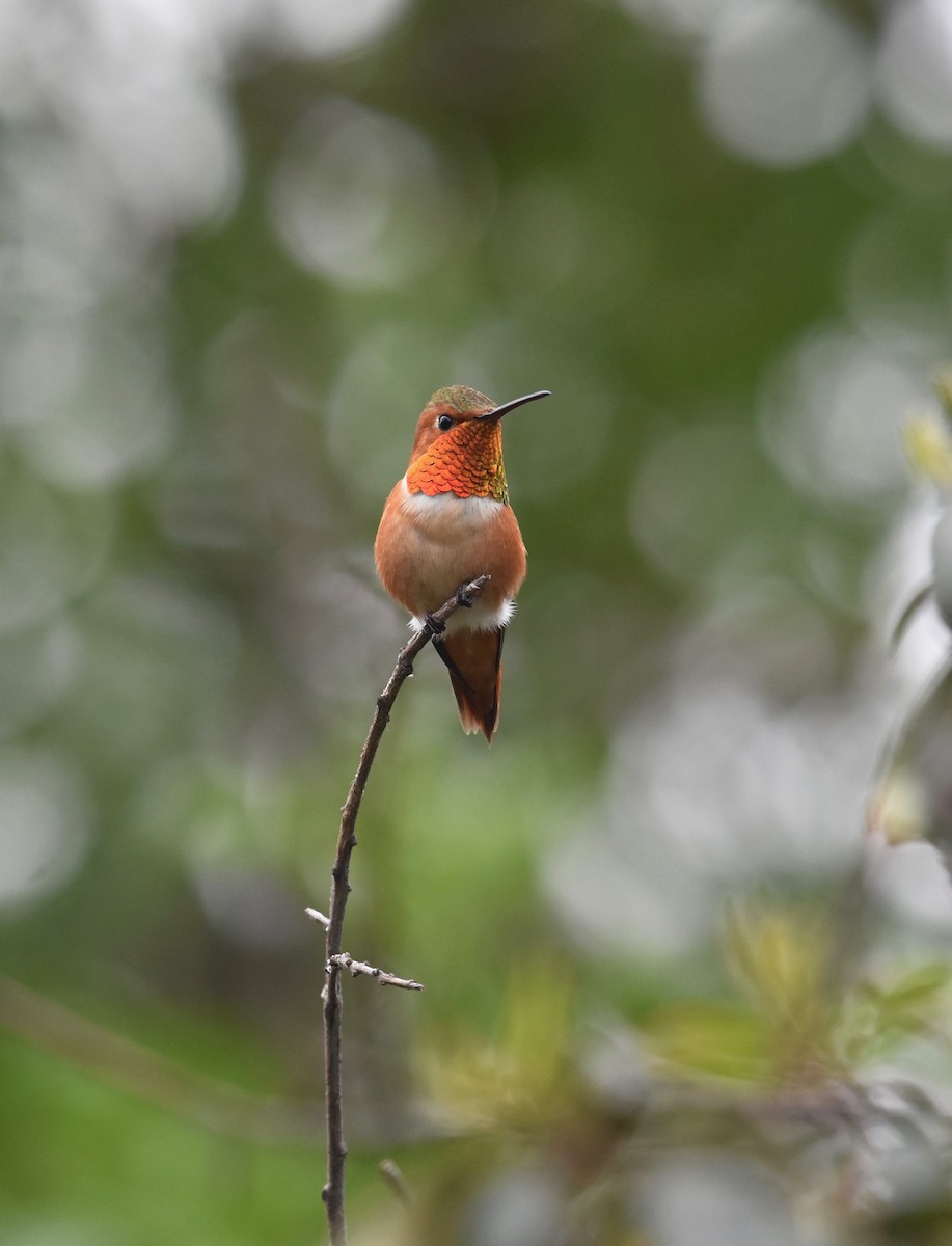 Allen's Hummingbird - Giovanni   Pari