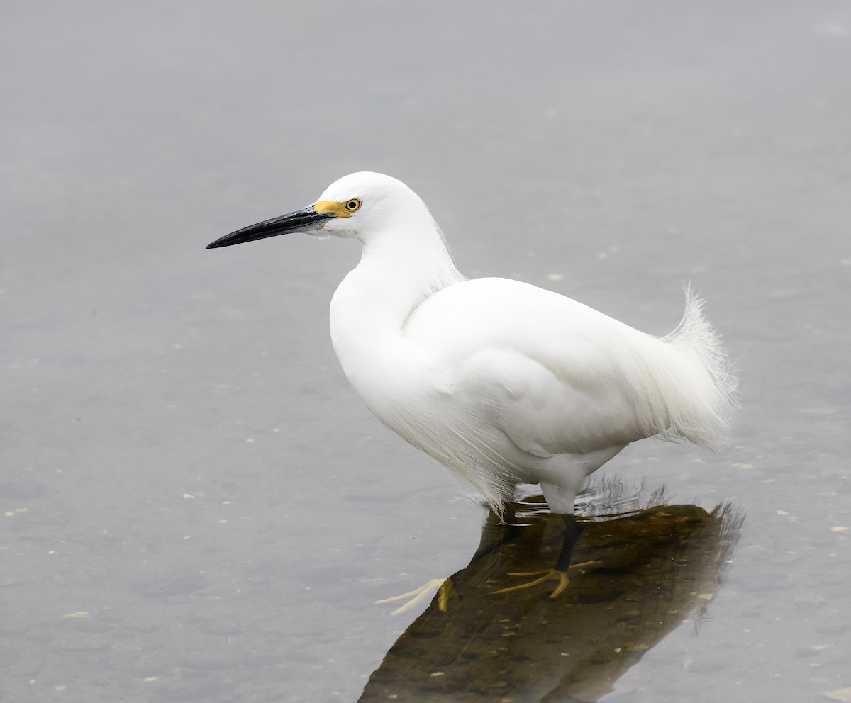 Snowy Egret - ML52038521