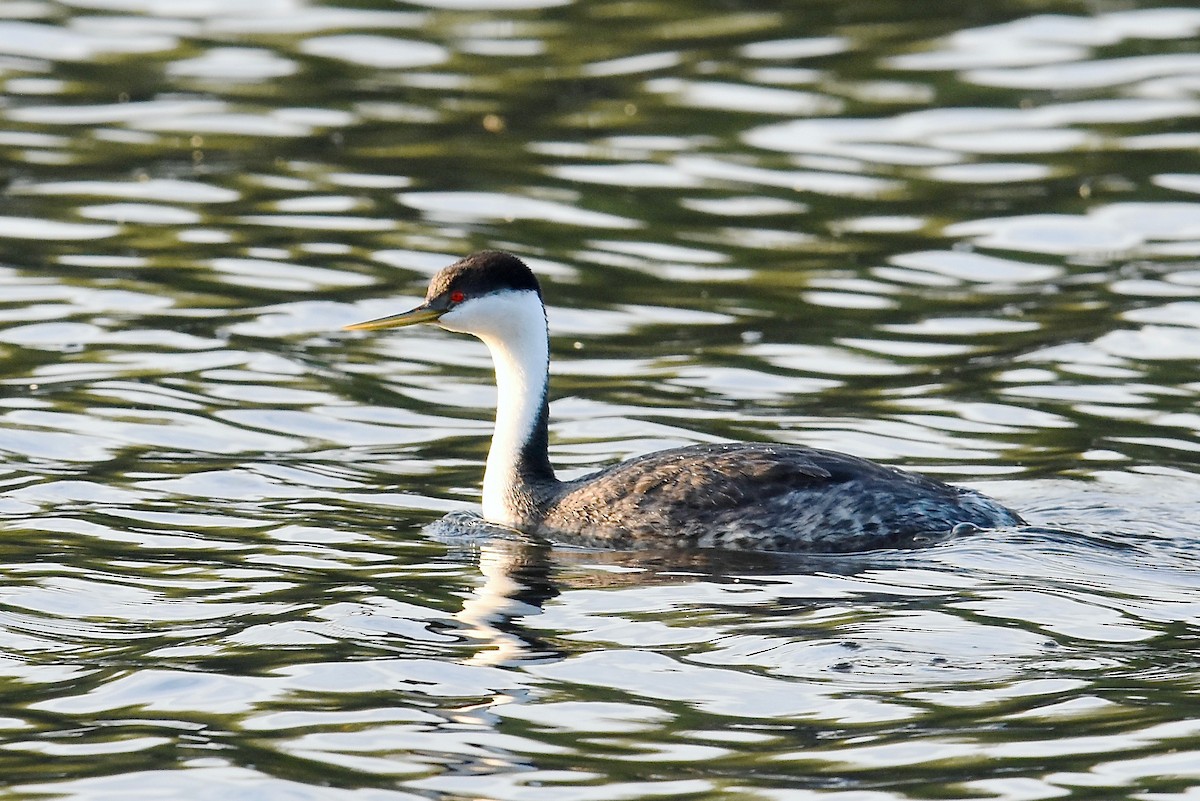 Western Grebe - ML52038551